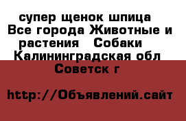 супер щенок шпица - Все города Животные и растения » Собаки   . Калининградская обл.,Советск г.